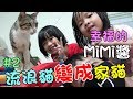 『幸福的貓咪』從流浪貓變成家貓-謝謝大家的關心和分享...MiMi Cat Story#2