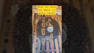 What Do Bees Do In Winter - How Do Bees Stay Warm - Why Do Bees Cluster
