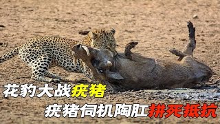 花豹大战疣猪，疣猪伺机陶肛拼死抵抗，最后竟难逃厄运 #动物世界 #自然传奇 #大自然 #動物 #動物故事 #野生動物 #動物反殺 #万物有光