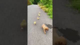 Friendship / puppy and ducklings . A beautiful moment #439 - #shorts