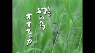 幻の鳥　オオセッカ