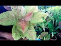 giant aglaonema big roy division with important tips ii must watch ii aglaonema big roy propagation