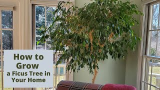 How to Care for a Ficus Tree in Your Home