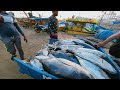 exploring visakhapatnam fishing harbour a hidden gem visakhapatnam fishing harbour vizag