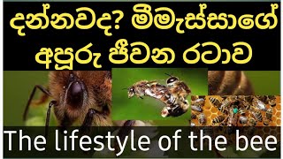 මීමැස්සාගේ අපූරු ජීවන රටාව - The lifestyle of the bee