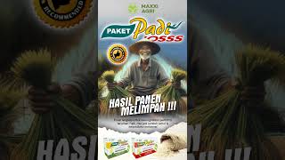 maxxiagri : Paket Andalan #petani PAKET PADI JOSSS, Panen #padi Tambah JOSSS (Melimpah) #shorts