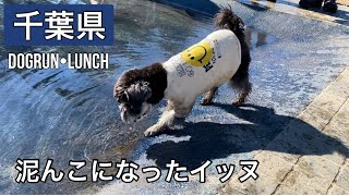 【千葉県】ドッグラン RAMBER DOG FIELDで泥んこになった日！！