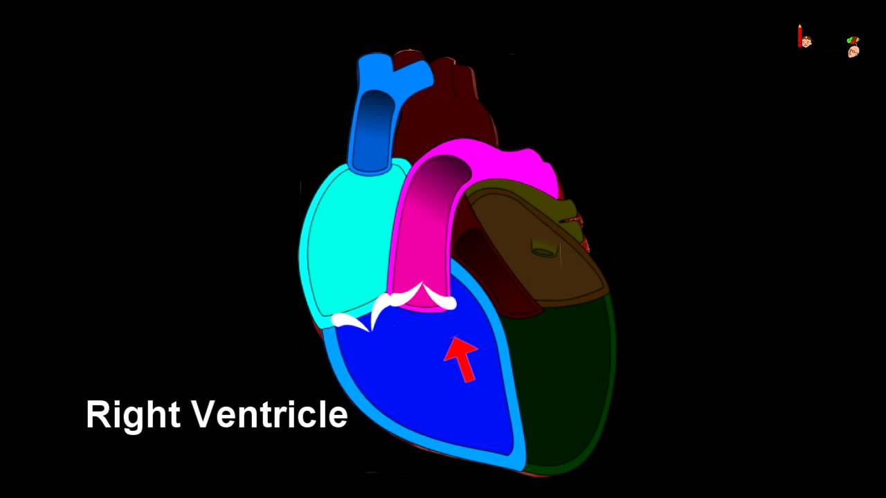 Circulatory System Animation