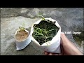 How To Grow Cumin Plant | From Seeds Easy To Way Grow At Home Cumin Jeera