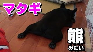 マタギに撃ち抜かれたクマのようなフレンチブルドッグ　ボブ！French Bulldog Bob like a bear shot by Matagi!