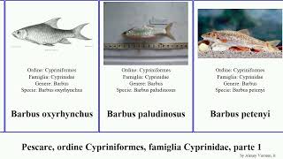 Pescare, ordine Cypriniformes, famiglia Cyprinidae, parte 1 barbus cirrhinus crossocheilus fish