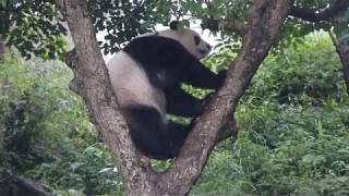 20200207 彭哥茄苳再加碼 圓仔兩餐一併拿 Giant Panda Yuan Zai