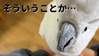 違和感を察知したオウムの様子【それでも遊んでくれる】