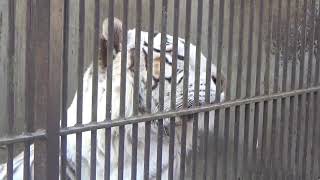 2021.2.14 宇都宮動物園☆ホワイトタイガーのアース_01