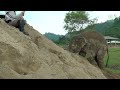 Playful Elephant Pyi Mai With Big Sand Pile - ElephantNews