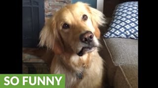 Golden Retriever head-tilts when asked to go swimming