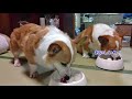 【13歳の誕生日】コーギー天ちゃん13回目の誕生日 corgi ten s 13th birthday