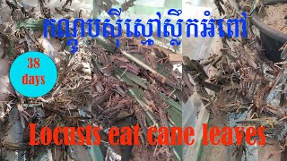 កណ្តូបអាយុ៣៨ថ្ងៃ locusts 38 days #កណ្តូបចិញ្ចឹម #កណ្តូបធម្មជាតិ #ចិញ្ចឹមកណ្តូប