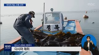 '바다의 채소' 다시마 맛보세요[목포MBC 뉴스데스크]