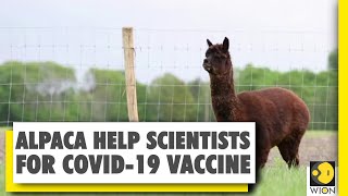 Scientists in Sweden hope to produce antibodies with Alpacas | Coronavirus | COVID-19