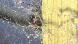 Dave meets The False Widow (Steatoda Bipunctata)