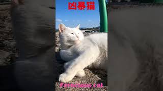 あの凶暴猫のカリン様 港の先端で日向ぼっこ Ferocious cat #shorts