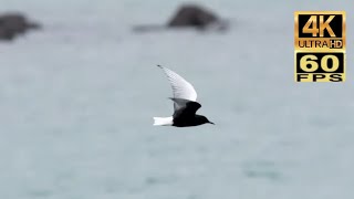 4K60 香港過境遷徙雀鳥：白翅浮鷗 (繁殖羽) Transit migratory birds in Hong Kong : White-winged Tern (nuptial plumage)