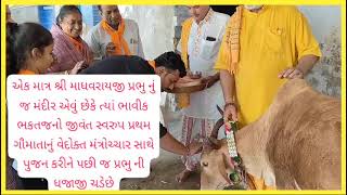 શ્રી માધવરાયજી મંદીરે  ધજાજી મહોત્સવે વેદોક્ત મંત્રોચ્ચાર સાથે ગૌમાતા પુજન