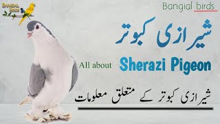 Sherazi Pigeon complete information | Sherazi for breeding | Lahori Pigeon's setup | لاہوری کبوتر