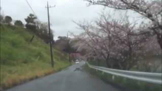 桜の名所　千葉県・佐久間ダム　とりあえず１周してみた