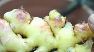 Ginger cutting to harvest ginger|plant beginners|terrace garden ideas|high yields of ginger