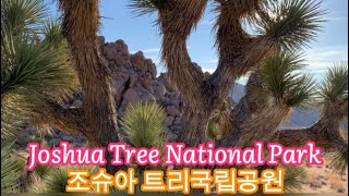 [미국 LAS패밀리의 일상] 💕👉”Joshua Tree National Park” 죠슈아 트리 국립공원 “차에서 라면 먹기” 아이들없이 남편과의 데이트 즐기기😊가볼만한 곳