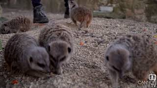 Feeding the Meerkats - Cannon Hall Farm