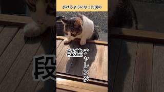 寝たきりから復活#ねこ#リハビリ #四肢麻痺 #shorts