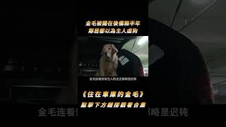 金毛被關在後備箱養了半年，訓犬師前去解救，卻意外牽扯出一段心酸故事#shorts