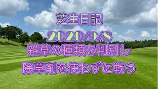 芝生日記　2020/9/8 庭の芝生に生える雑草を見分ける