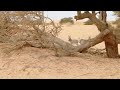 troupeau d ânes sauvages dans l adrar. après avoir quitté ouadane notre circuit de sable commence...