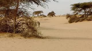 Troupeau d'ânes sauvages dans l'Adrar. Après avoir quitté Ouadane notre circuit de sable commence...