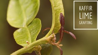 How To Graft citrus - kaffir lime grafting ( citrus hysterix)