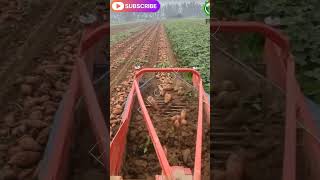 sweet potato cultivation | shaqrkandi lgany ka tarika.