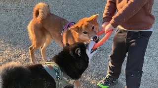 Tochigi Day Trip with Shiba Inu! A full day of hiking and dog run!