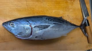 【ほぼノーカット】高級魚スマの捌き方解説します！