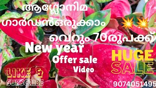 ആഗ്ലോനിമ സീഡ്‌ലിങ്ങ്സ് ഇപ്പോൾ വാങ്ങിയാൽ മൂന്ന് ഇരട്ടി വാങ്ങാം #plants #aglonima #garden #aglaonima..