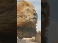 Roaring lion | Lion Sound