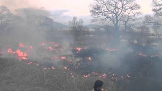 琵琶湖のヨシ群落で火入れ（高島市）