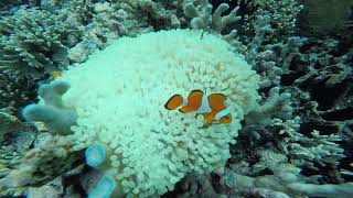 Cebu - Sumilon Island Snorkeling