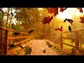 peaceful autumn instrumental music ● enchanting autumn scenes ● relaxing music for stress relief