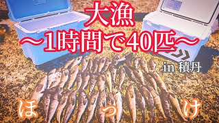 【兜千畳敷岩】積丹ブルーと大漁のホッケ　1時間で40匹釣れたポイントとは？！　〜本編〜　#ホッケ釣り#北海道釣り#積丹釣り#兜千畳敷岩#海釣り#積丹ブルー#fishing#なにわ男子