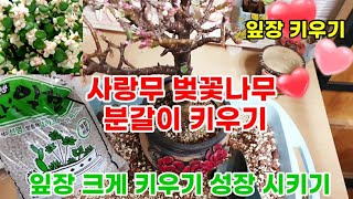 다육이 성장 빠르게 하는 분갈이 아악무 사랑무 벚꽃나무 행운목 키우기 Succulents 多肉植物 다육이 키우기