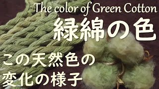 緑綿の色の変化 The color of Green Cotton and the change(実験結果に字幕ミス有 ↓There is a mistake in the subtitle.see↓